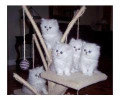 Bedårende hvite persiske kattunger