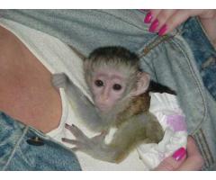 bedårende Capuchin aper for adopsjon