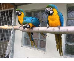 håndoppmatet Ara papegøye