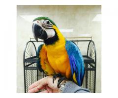 håndoppmatet Ara papegøye