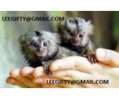 finger babyen marmoset aper for adopsjon