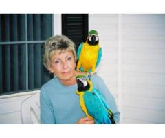 Par av Macaw papegøyer tilgjengelig