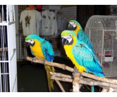 Par av Macaw papegøyer tilgjengelig