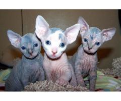Sphynx kattunger for adopsjon