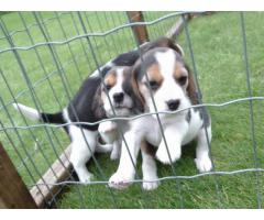 Vakkert Beagle valper for adopsjon