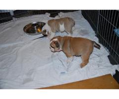 Klar Engelska Bulldog Valpar / 3500Kr