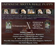 Japanese Akita male puppy for sale