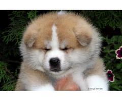 Japanese Akita male puppy for sale