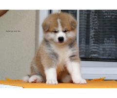 Japanese Akita male puppy for sale