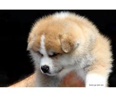 Japanese Akita male puppy for sale