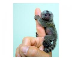 Baby-marmoset aper for adopsjon