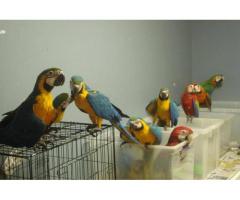 Hyasintara og papegøyer til salgs