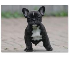 søt Fransk bulldog valper