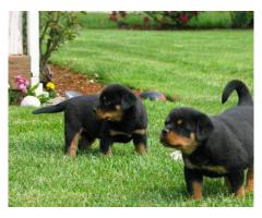 Rottweiler hane