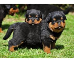 Rottweiler hane