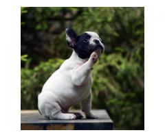 Mannlige og kvinnelige franske bulldog valper for adopsjon Kc registrert ...