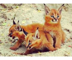 Savannah ocelot karacaler og serval kattunger til salgs