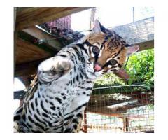 Savannah ocelot karacaler og serval kattunger til salgs