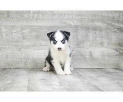 Pomsky valp.