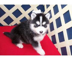 Pomsky valp.
