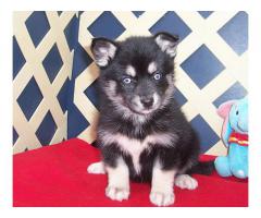 Pomsky valp.