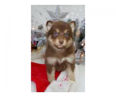 Pomsky valp.