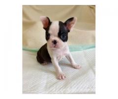 Excellent French Bulldog Puppy Available