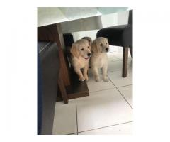 Klar nå nydelige golden retriever valper