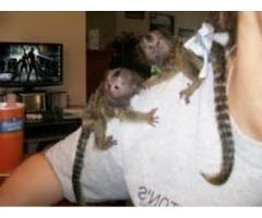 Baby Marmoset apekatter for adopsjon.