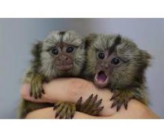 Baby Marmoset apekatter for adopsjon.