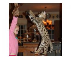 Savannah kattunger for adopsjon