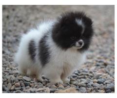 Pomeranian valper for adopsjon.