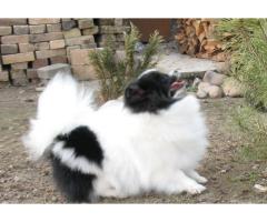 Pomeranian valper for adopsjon.