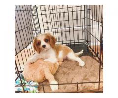 New Cavalier King Charles Spaniel Pup