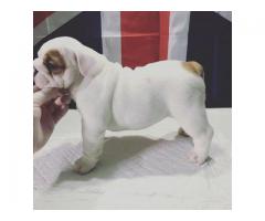 Vakre engelske bulldog valper