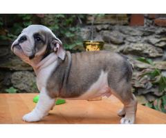 Vakre engelske bulldog valper