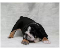 Vakre engelske bulldog valper