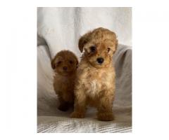 Toy Poodle valper