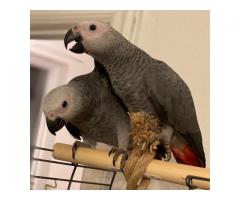 Talking Congo afrikanske grå papegøyer