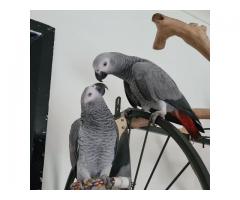 Talking Congo afrikanske grå papegøyer