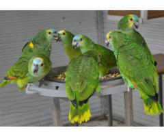 ulike arter av fugler og papegøyer tilgjengelig.